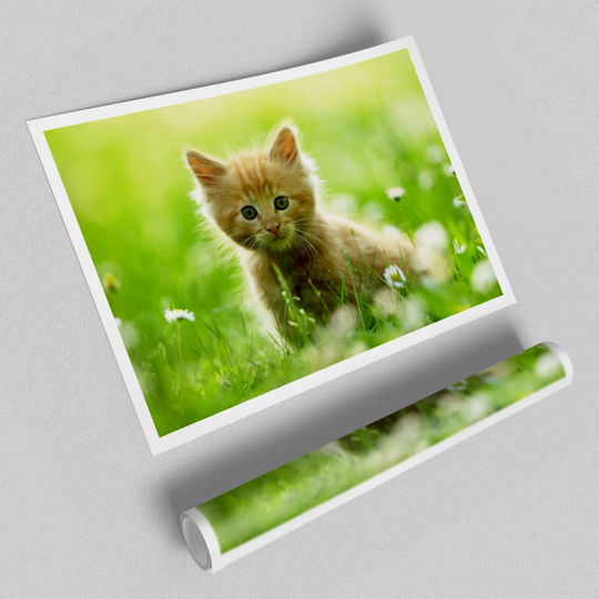 Playful Kitten - Photograph Print on Paper