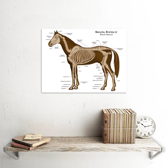 Animals Skeleton Bones Horse Anatomy Art Print Poster Wall Decor