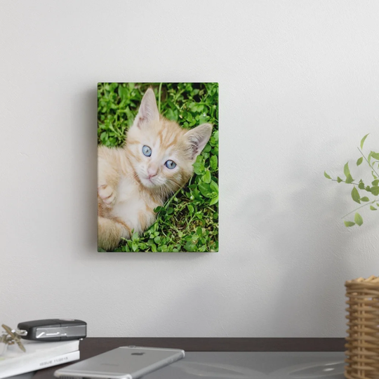 Kitten Pet Cat Anima by Wonderful Dream - Wrapped Canvas Photograph Print