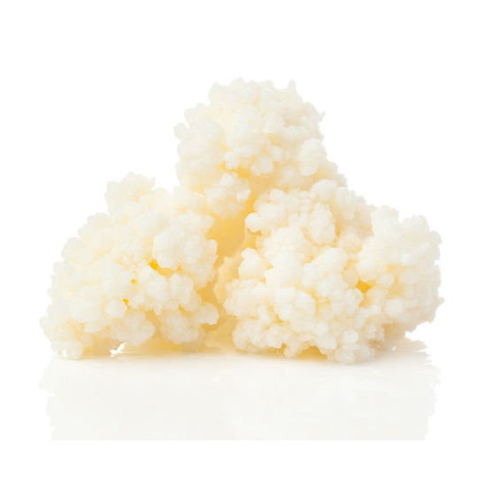 10g of Certified Organic Quality Milk Kefir Grains Tibetan Mushroom