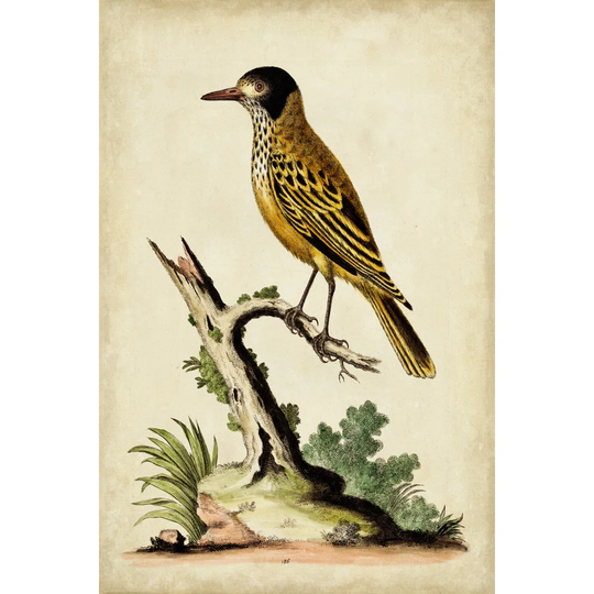 Solitary Perch IV by George Edwards - Wrapped Canvas Art Prints