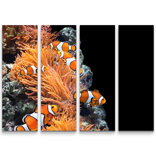 Sea Anemone & Clown Fish in the Aquarium Photographic Print Multi-Piece Image on Canvas