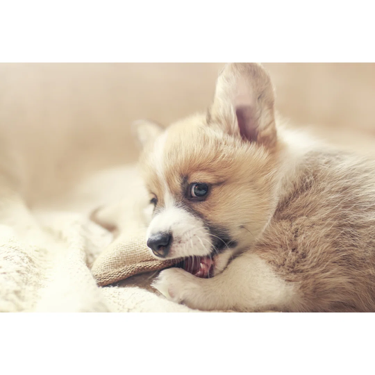 Cute Little Corgi Dog Puppy Lies in a Soft Bed and Nibbles on a Toy by Nataba - Wrapped Canvas Photograph