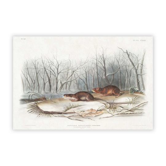 'Meadow Mouse' by J.W. Audubon - Unframed Painting Print on Paper