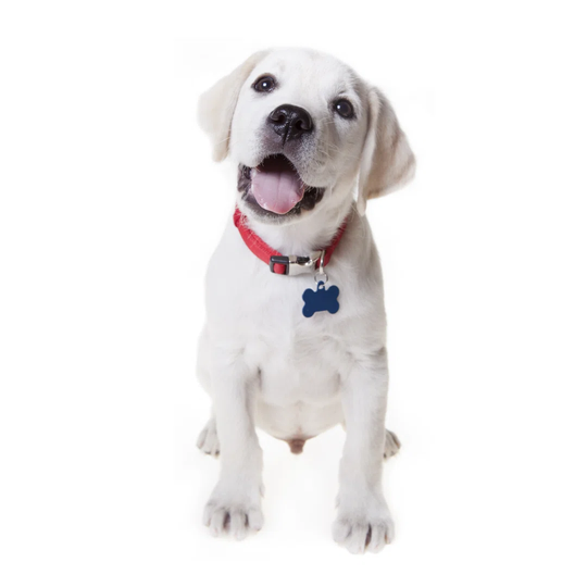 Adorable Labrador Retriever Puppy