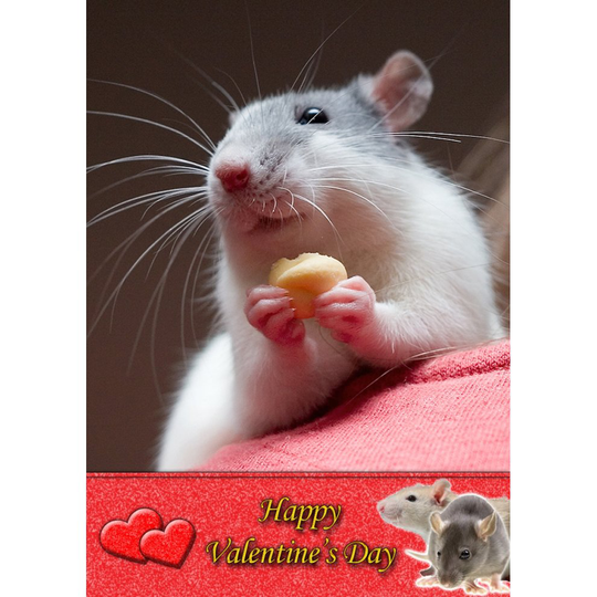 Rat Valentine's Day Greeting Card 8"x5.5"