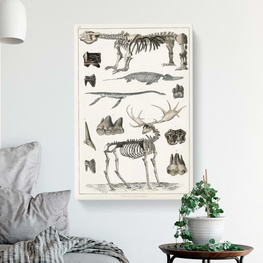 Animal Bones IV by Oliver Goldsmith - Wrapped Canvas Drawing Pint
