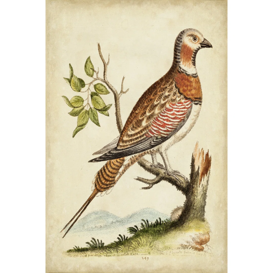 Solitary Perch I by George Edwards - Wrapped Canvas Art Prints