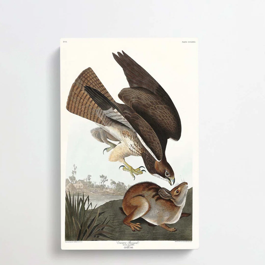 Common Buzzard & Rabbit by John Audubon - Wrapped Canvas Painting Print
