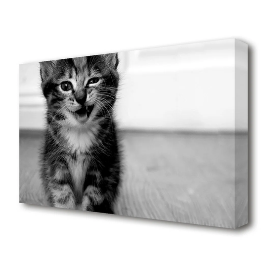 'Funny Kitten Wildlife' Wrapped Canvas Photograph Print