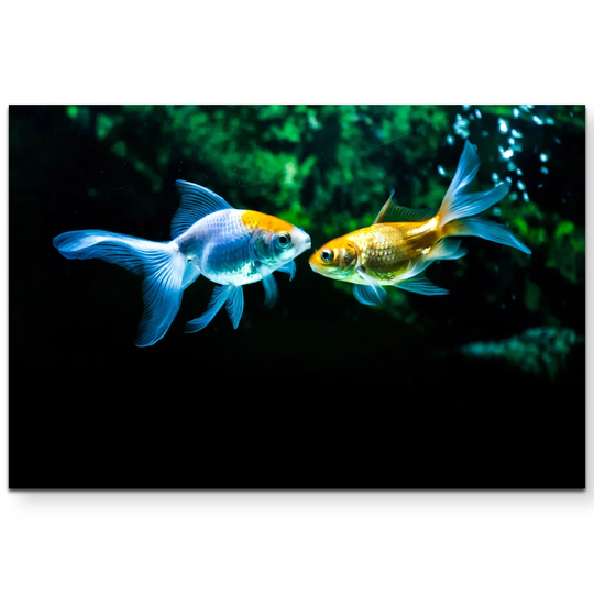 Goldfish in the Aquarium Photographic Art Print on Canvas