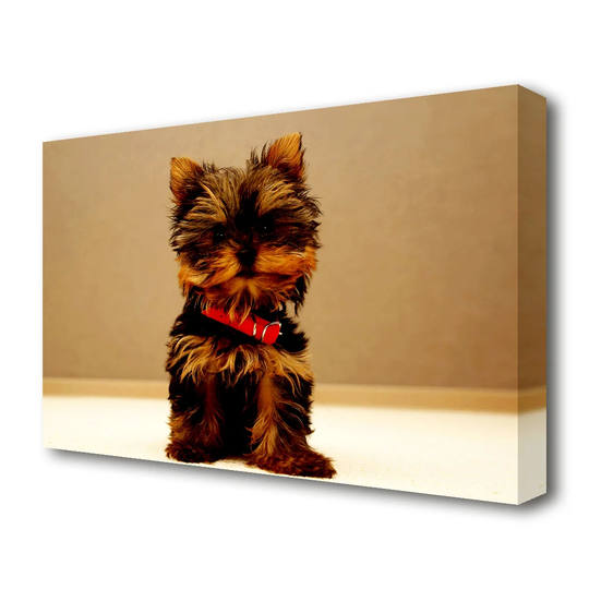 Yorkshire Terrier Puppy Wildlife - Wrapped Canvas Photographic Print on Canvas