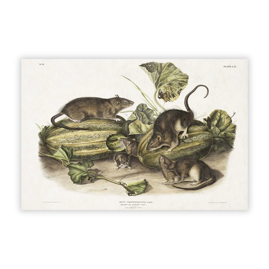 'Brown Rats' by J.W. Audubon - Unframed Painting Print on Paper