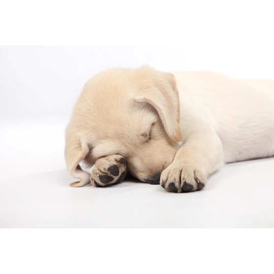 Tired Labrador Puppy On White Background