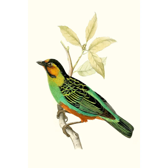On Perch VI - Wrapped Canvas Painting Print