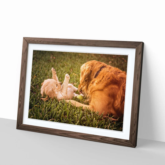 'Golden Retriever Dog and Puppy' Framed Photographic Print