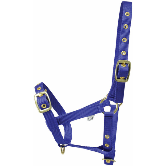 Hy Foal Head Collar (One Size) (Blue) - Blue