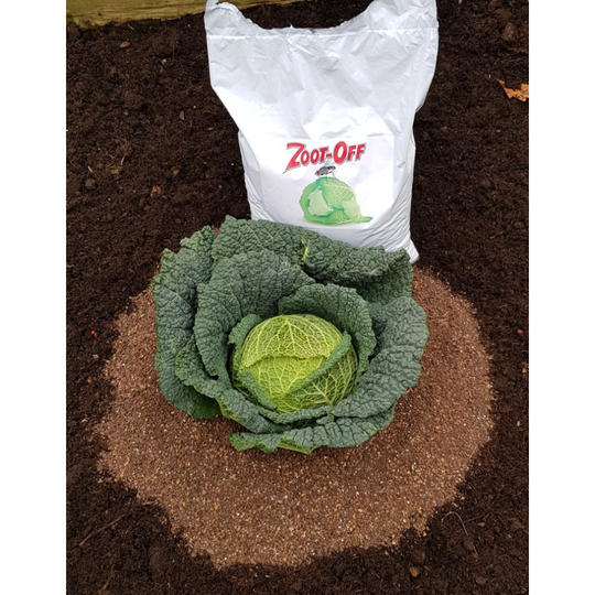 Cabbage Zoot-Off