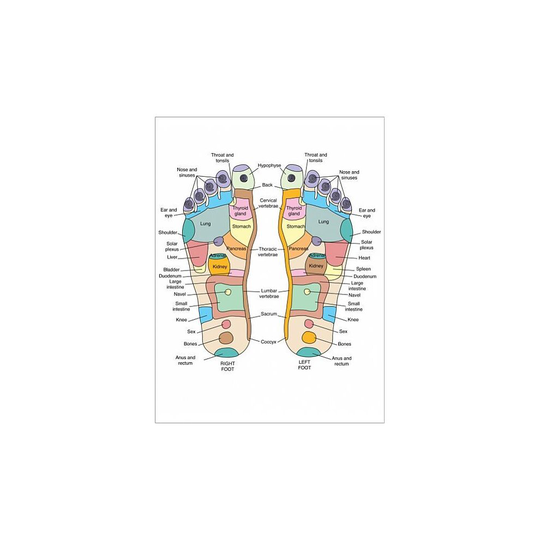 (16"x12" (41x30cm) Print) Reflexology foot map, artwork Photographic Print