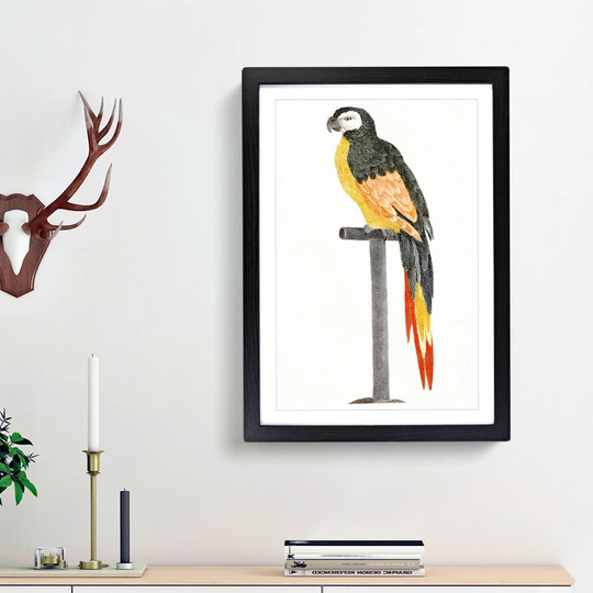 A Perched Parrot by Johan Teyler - Picture Frame Painting Print on Paper