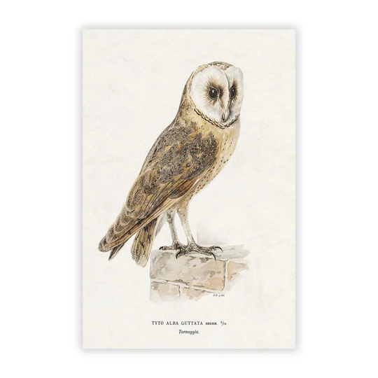 'Perched Owl' by Von Wright - Unframed Painting Print on Paper