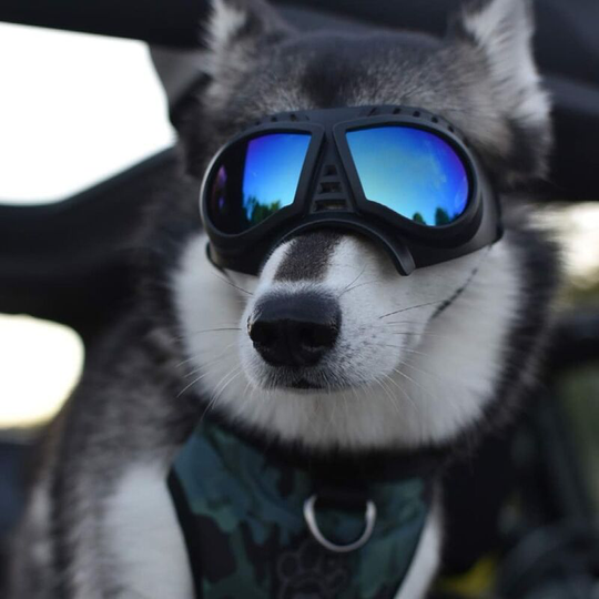 Heguyey - Dog Sunglasses Pet Eye Protection uv Protection Windproof Dog Goggles Cosplay Photo Props for Small Medium Dogs