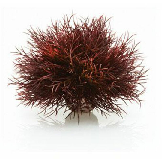 Sea Lily, Crimson - Biorb