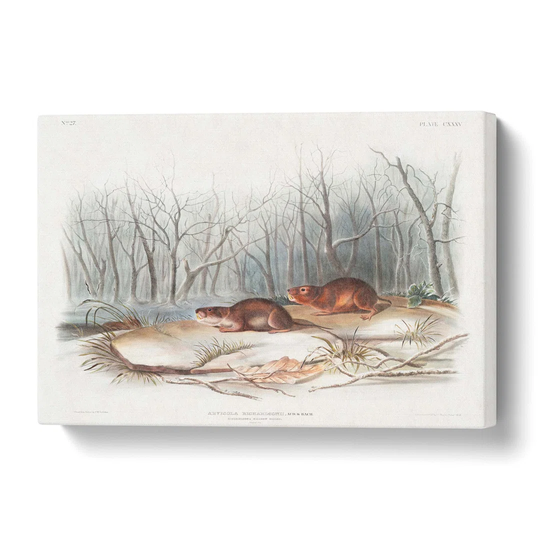 'Meadow Mouse' by J.W. Audubon - Wrapped Canvas Painting Print