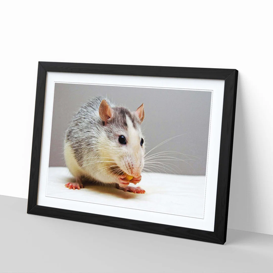 'White and Grey Rat' Framed Photographic Print
