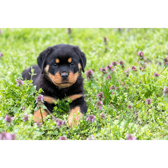 Small Rottweiler Puppy Lying Outdoors - Wrapped Canvas Photograph