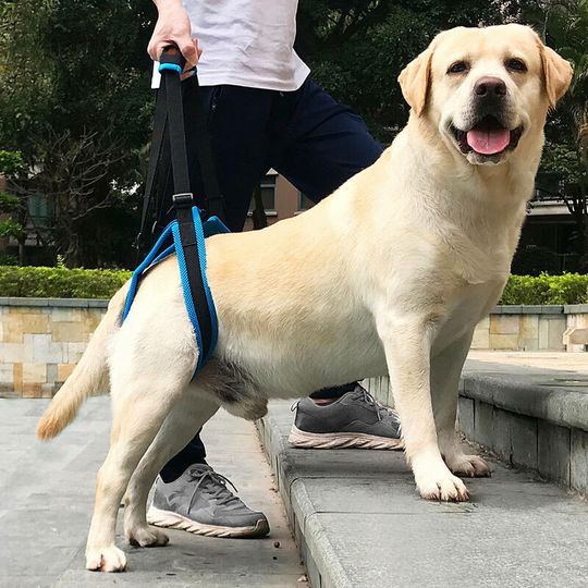 Dog Harness For Back Legs Pet Support Xl