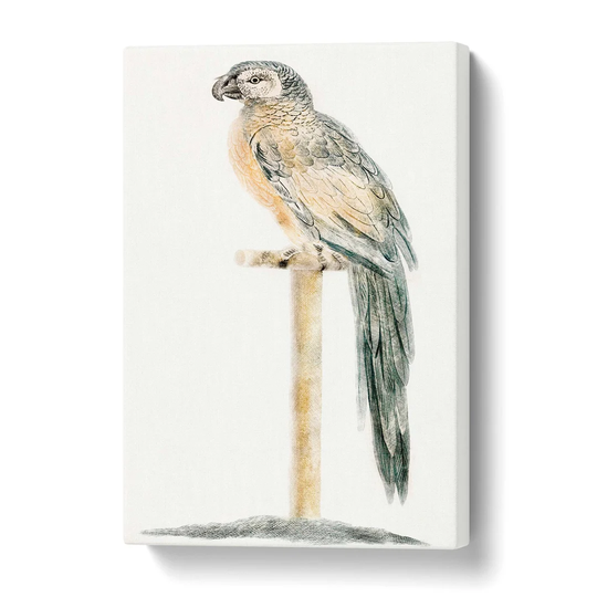 'Perched Parrot' by Johan Teyler - Wrapped Canvas Painting Print