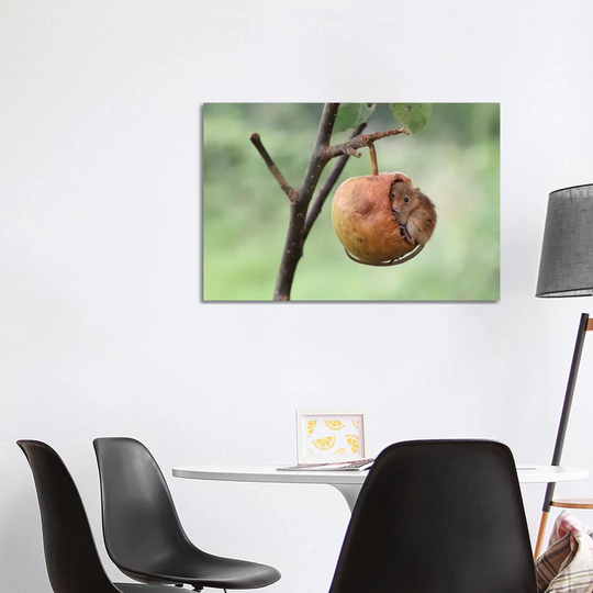 40 Winks Harvest Mouse by Dean Mason - Photograph Print on Canvas