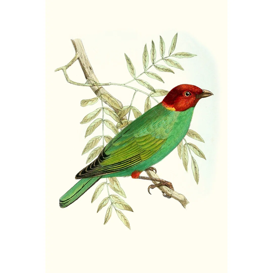 On Perch V - Wrapped Canvas Painting Print
