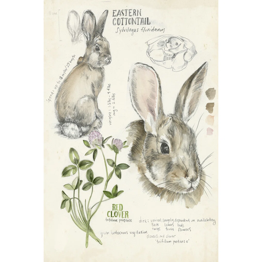 Wildlife Journals II by Jennifer Paxton Parker - Wrapped Canvas Painting