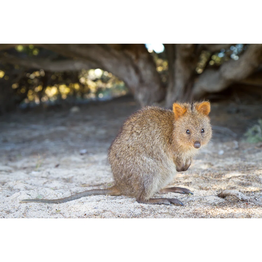 Baby Quokka (Setonix Brachyurus) on Rottnest Island, Western Australia by Photosbyash - Wrapped Canvas Photograph