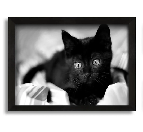 Black Kitten - Picture Frame Photograph on Canvas