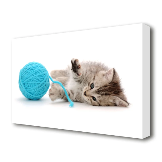 Kitten Cat Fun Wildlife - Wrapped Canvas Photograph Print