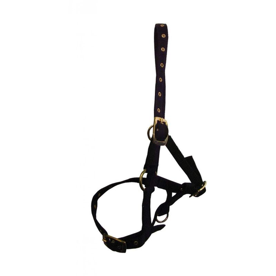 Hy Foal Head Collar (One Size) (Black) - Black