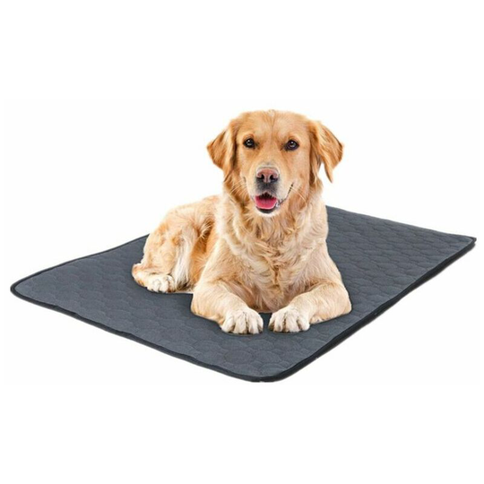 Taj with washable dog pee, Extra-Gros reusable puppy training pads