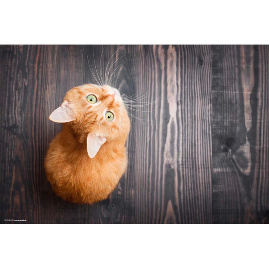 Cat Desk Pad