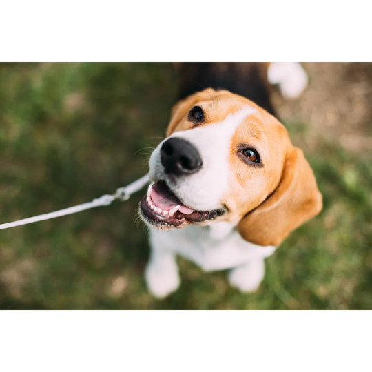 Beautiful Tricolour Puppy of English Beagle Sitting on Green Grass by Bruev - Wrapped Canvas Photograph