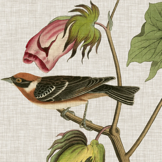 Avian Crop VI by John Audubon - Wrapped Canvas Painting Print