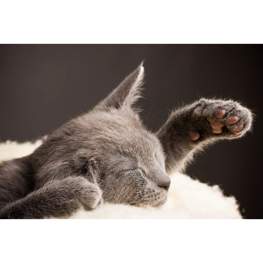 Kitten.