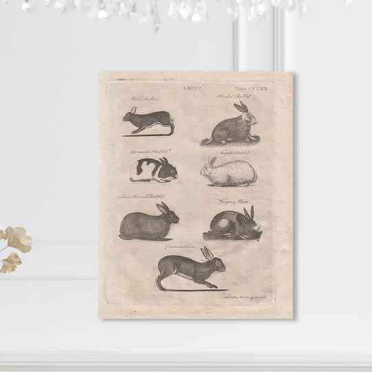 'Lepus Rabbits' Graphic Art on Wrapped Canvas