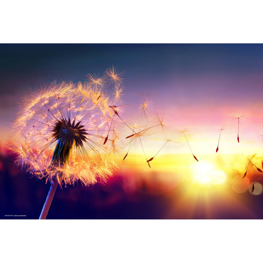 Dandelion in the Sunlight Placemat