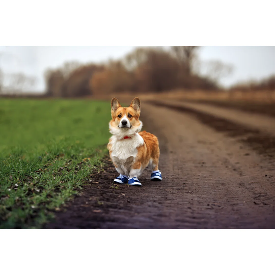 Puppy Dog Corgi Stands on a Rural Country Road in Sporty Sneakers While Jogging - Wrapped Canvas Photograph