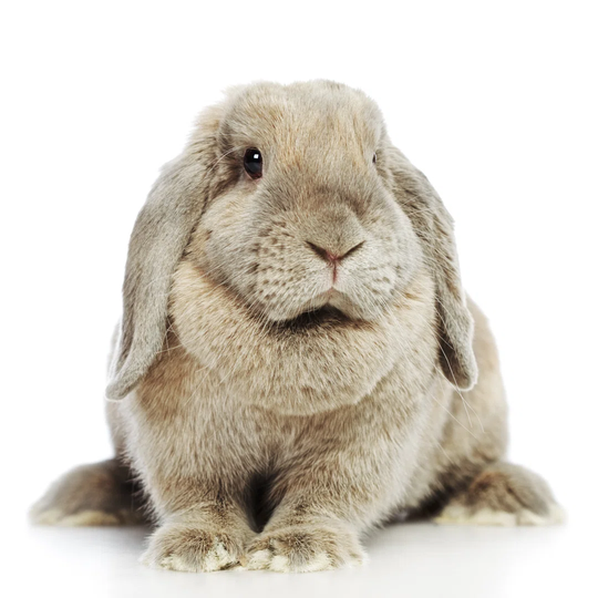 Lop-Earred Rabbit - Wrapped Canvas Photograph