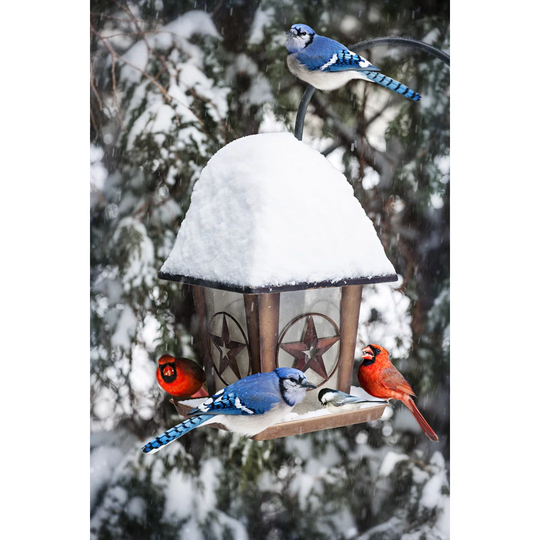 Birds On Bird Feeder In Winter