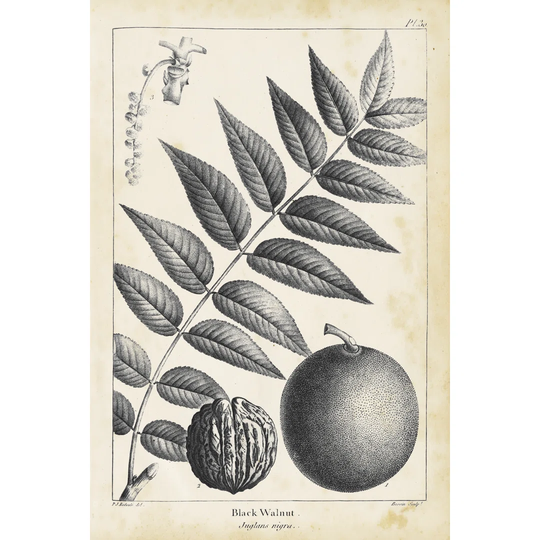 Vintage Black Walnut Tree by Thomas Nuttall - Wrapped Canvas Drawing